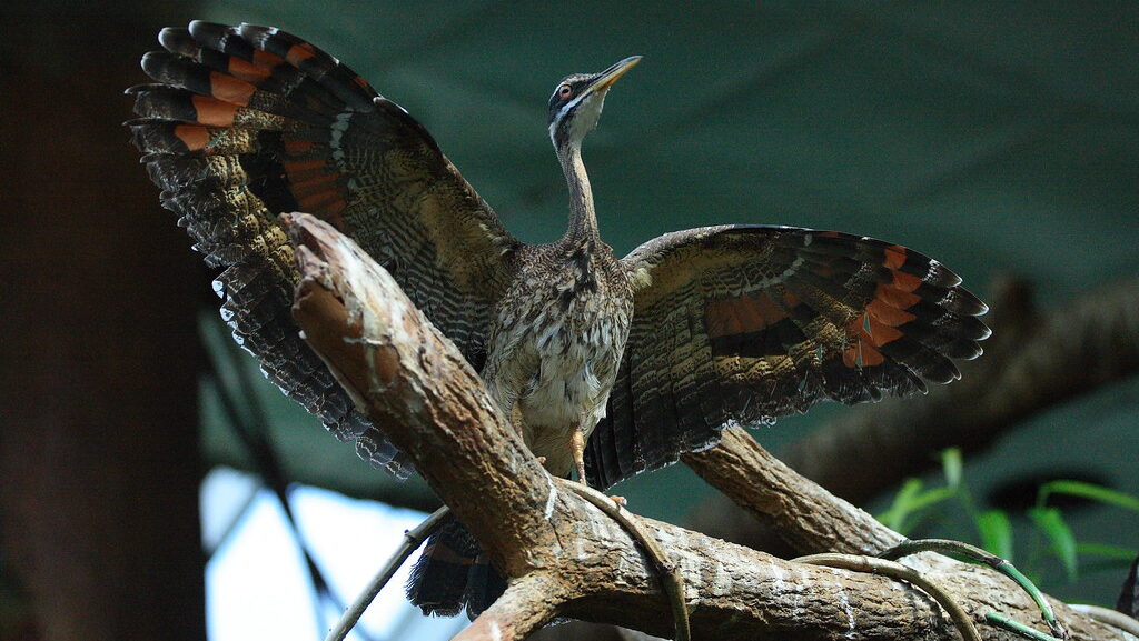 Sunbittern spreading wings on a branch inside Central Park Zoo enclosure