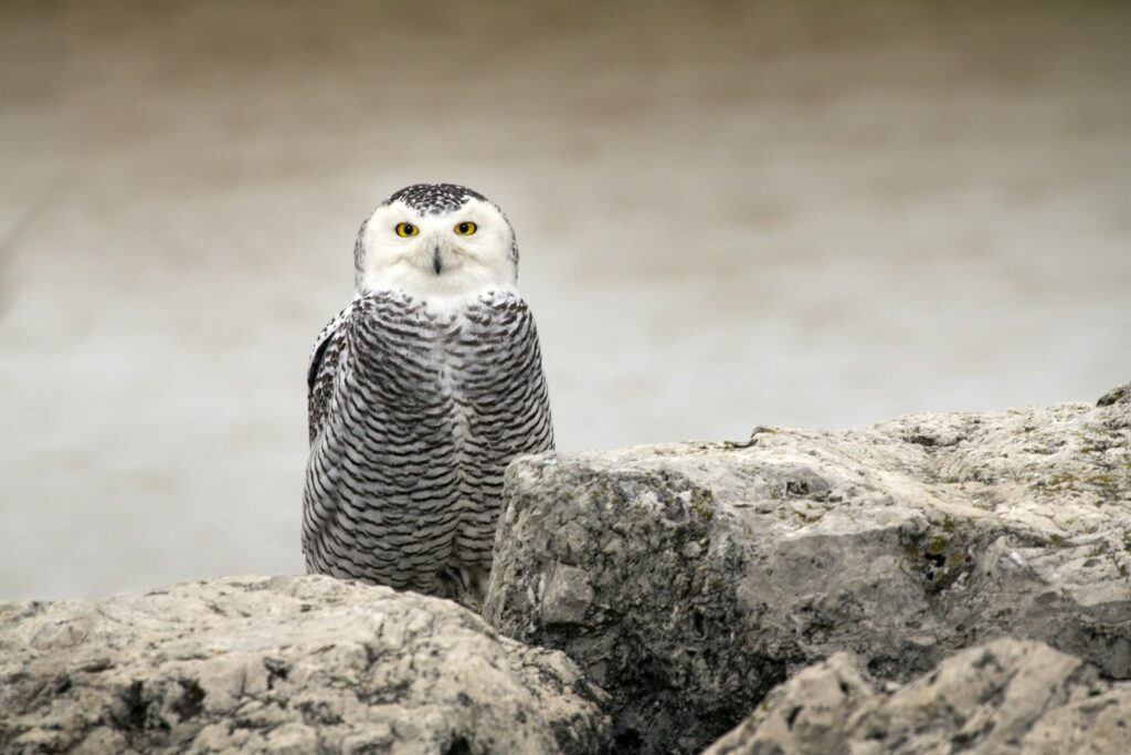 A Snowy Owl is perched on a rock.