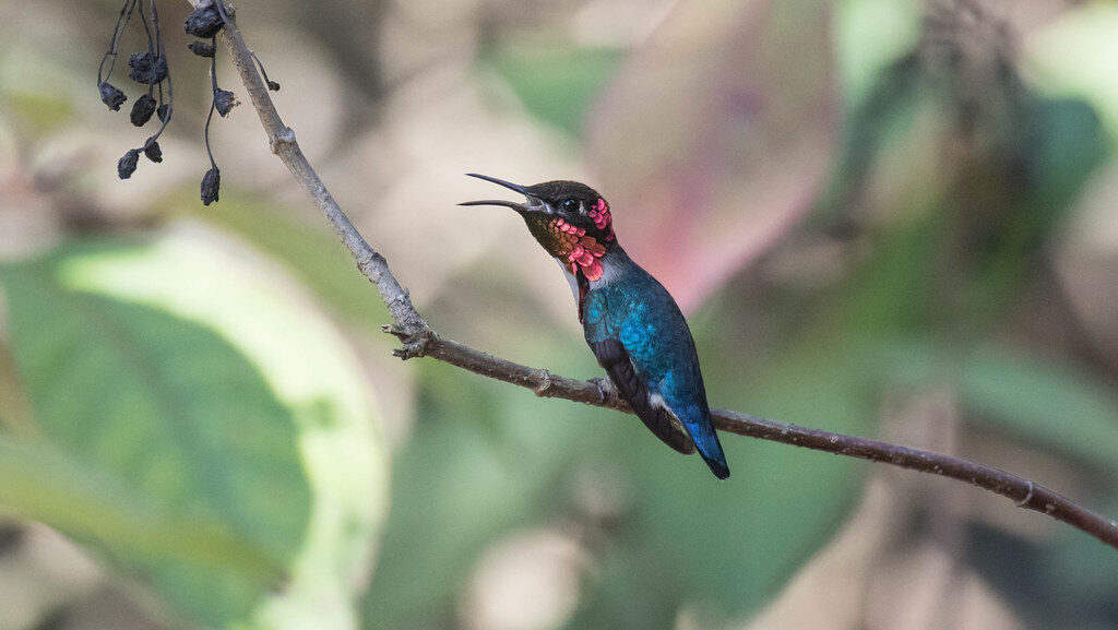 Bee Hummingbird perches on a branch, displaying iridescent pink feathers.
