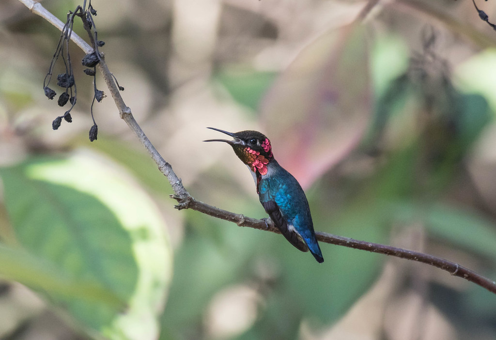 Bee Hummingbird perches on a branch, displaying iridescent pink feathers.