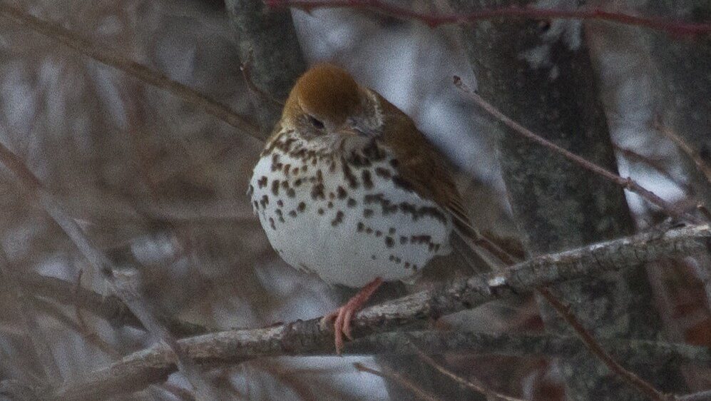 Wood Thrush resting on a snowy branch during cold winter day