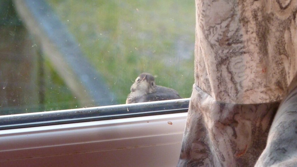 A willow warbler at window.