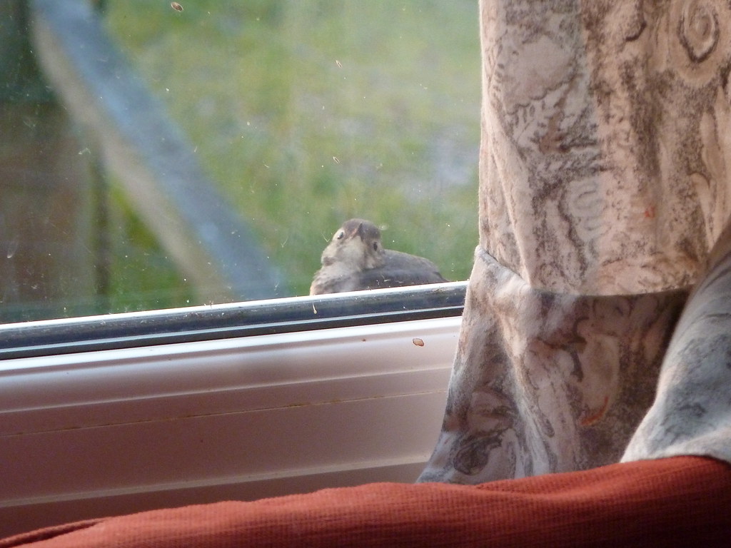 A willow warbler at window.
