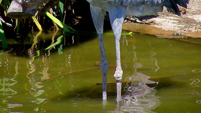 Shoebill stork positioning itself to cast its shadow on its back