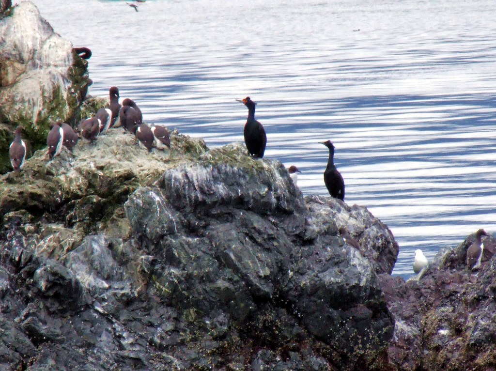 Several Red-faced Cormorants perch on a rocky cliff.