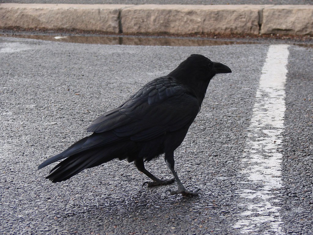 A Common Raven standing on a wet surface.