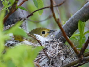 A warbler sits in its nest.