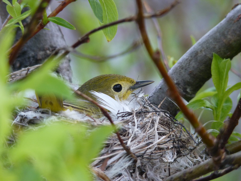 A warbler sits in its nest.