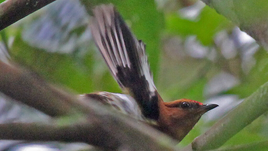 Club-winged Manakin in mid-display, using wing vibrations for courtship communication