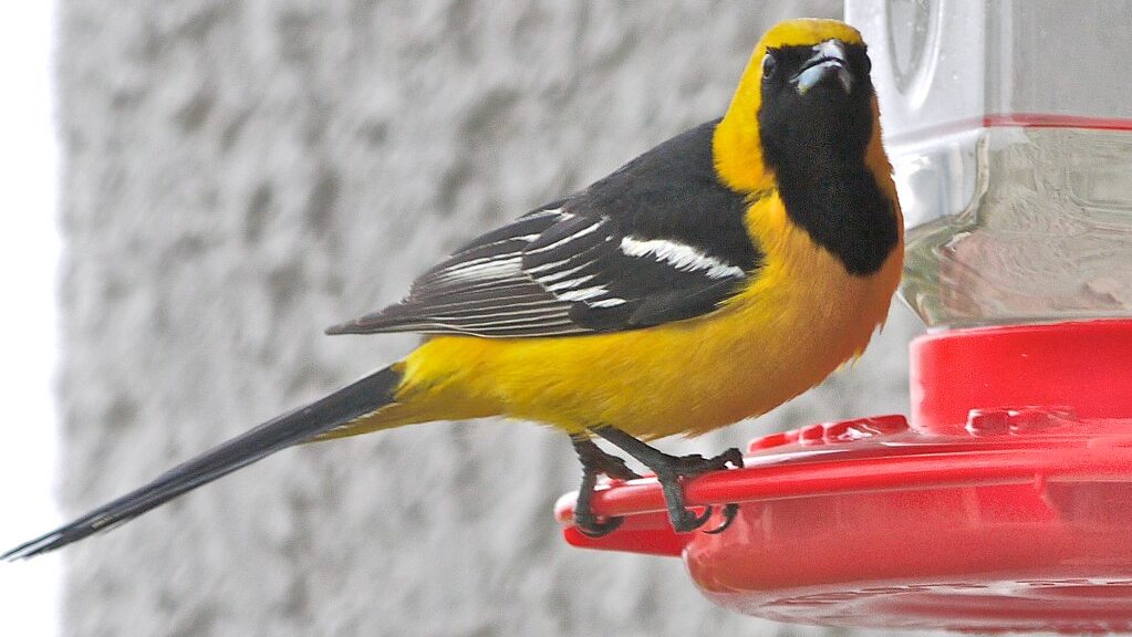 Hooded Oriole perched on a nectar feeder staring intensely
