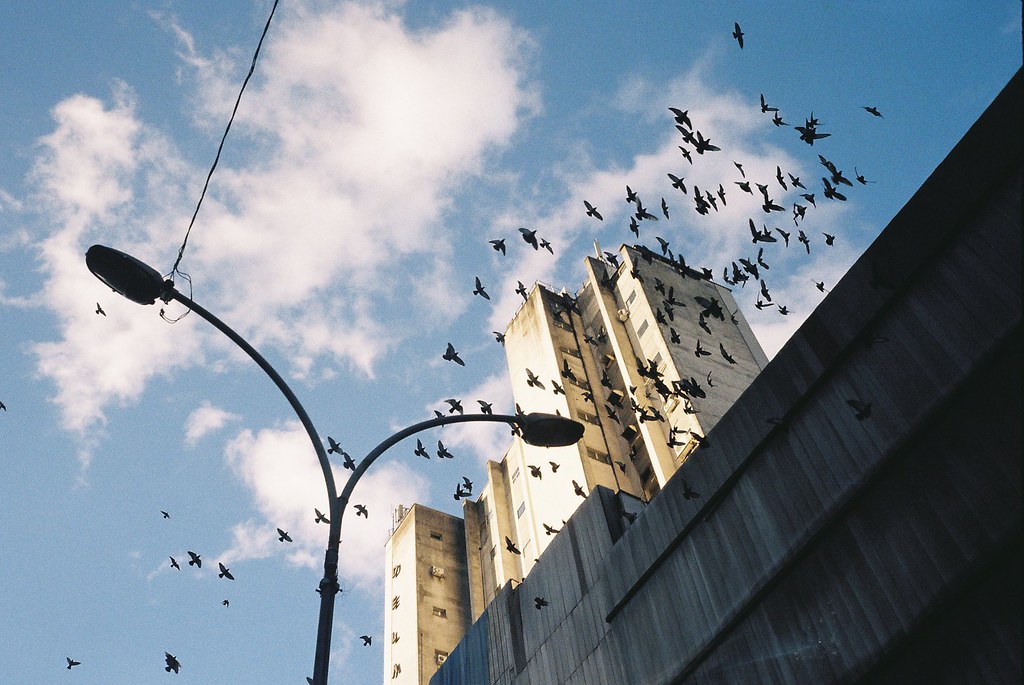 Birds are perched on a structure.