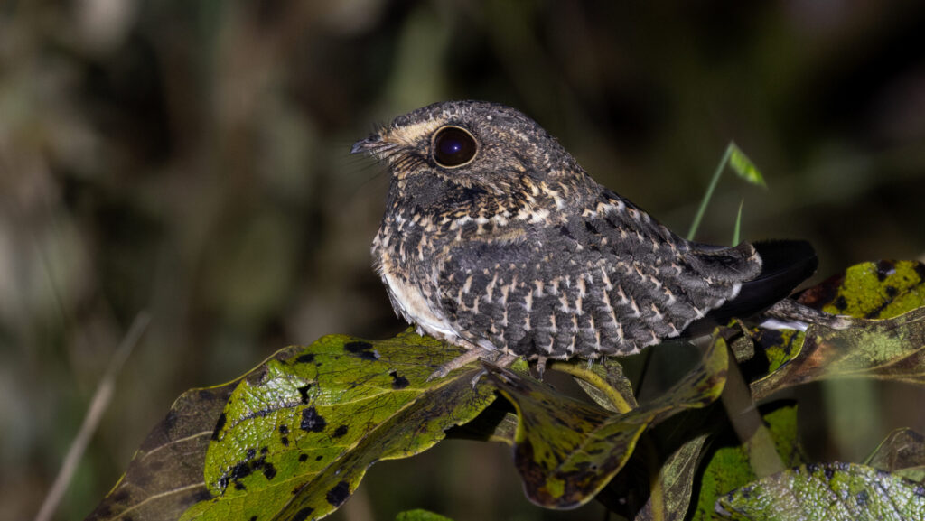 A nightjar perched on a leaf and stem