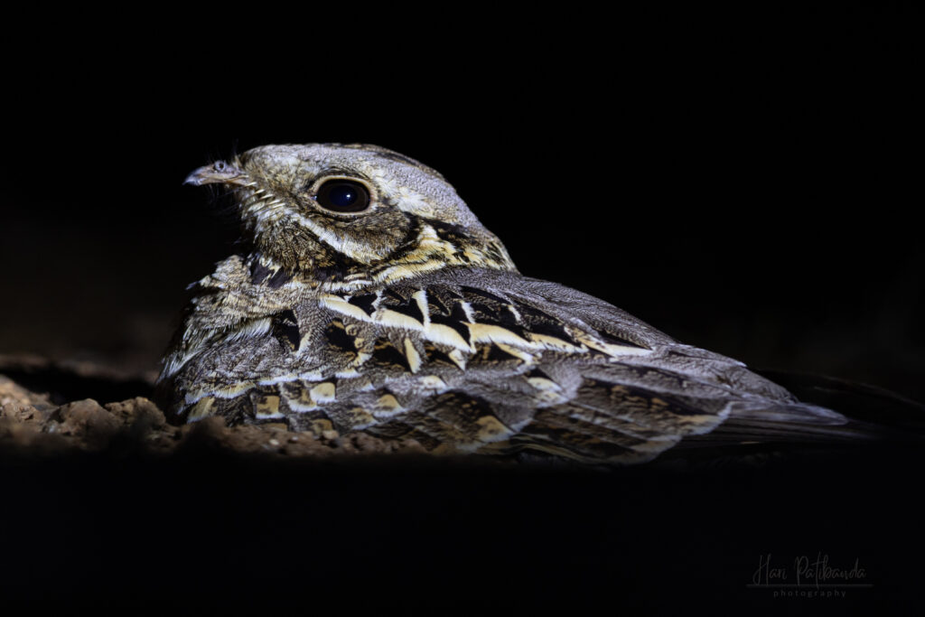 A nightjar with intricately patterned plumage rests against a dark background.