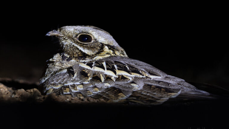 A nightjar with intricately patterned plumage rests against the dark.