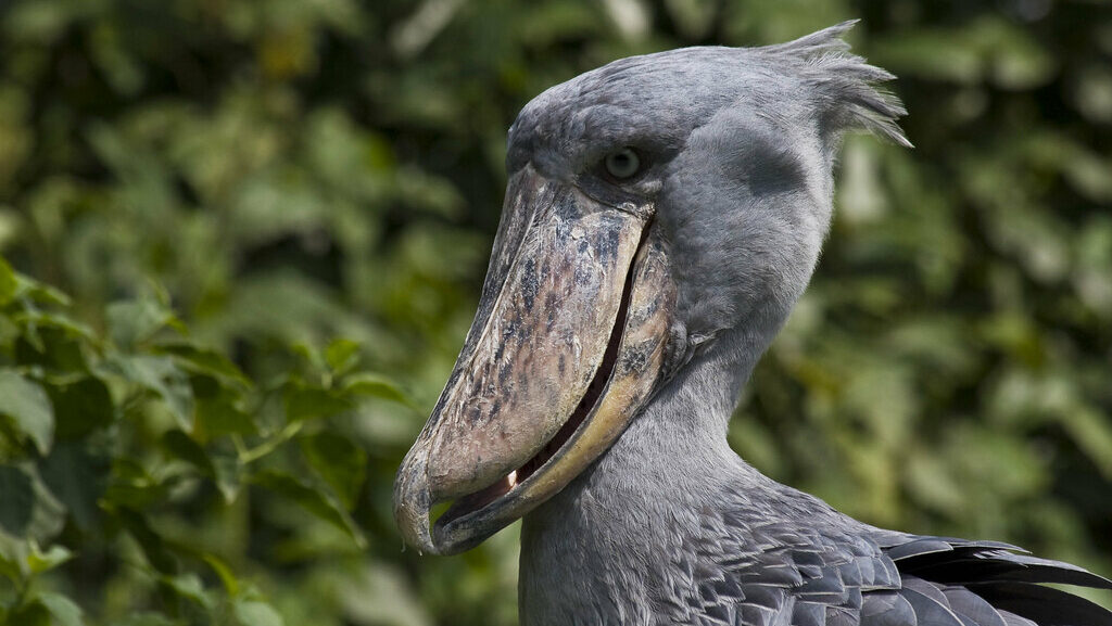 An African Shoebill stands in a grassy area.