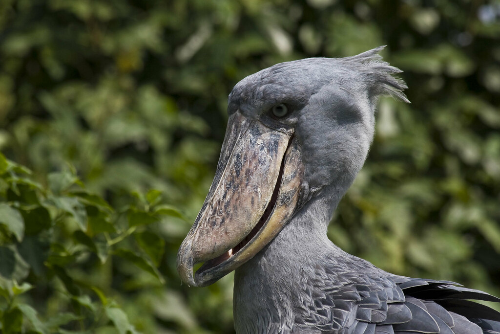 An African Shoebill stands in a grassy area.