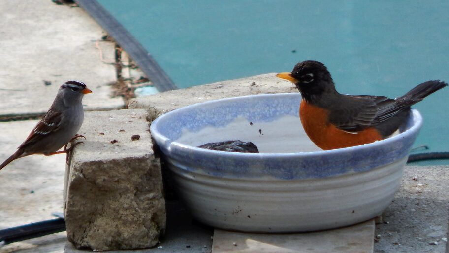Sparrow and robin interacting playfully around a bowl bird bath