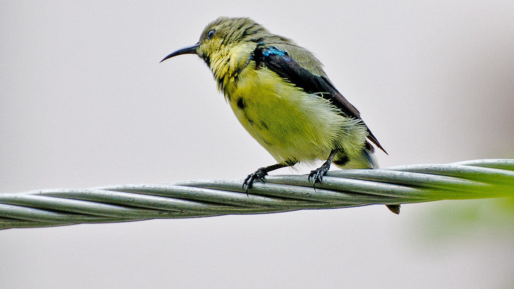 A sunbird with yellow and black plumage and a blue patch perches on a wire.