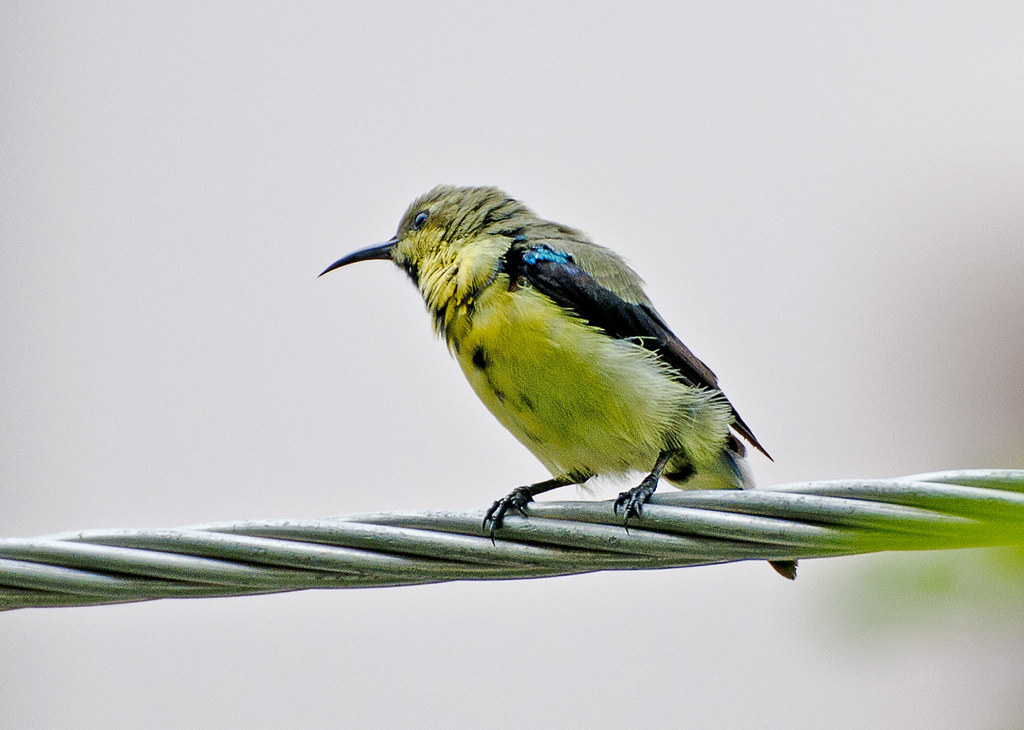 A sunbird with yellow and black plumage and a blue patch perches on a wire.