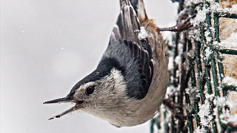 White-breasted Nuthatch perched on a snow covered suet cage feeder