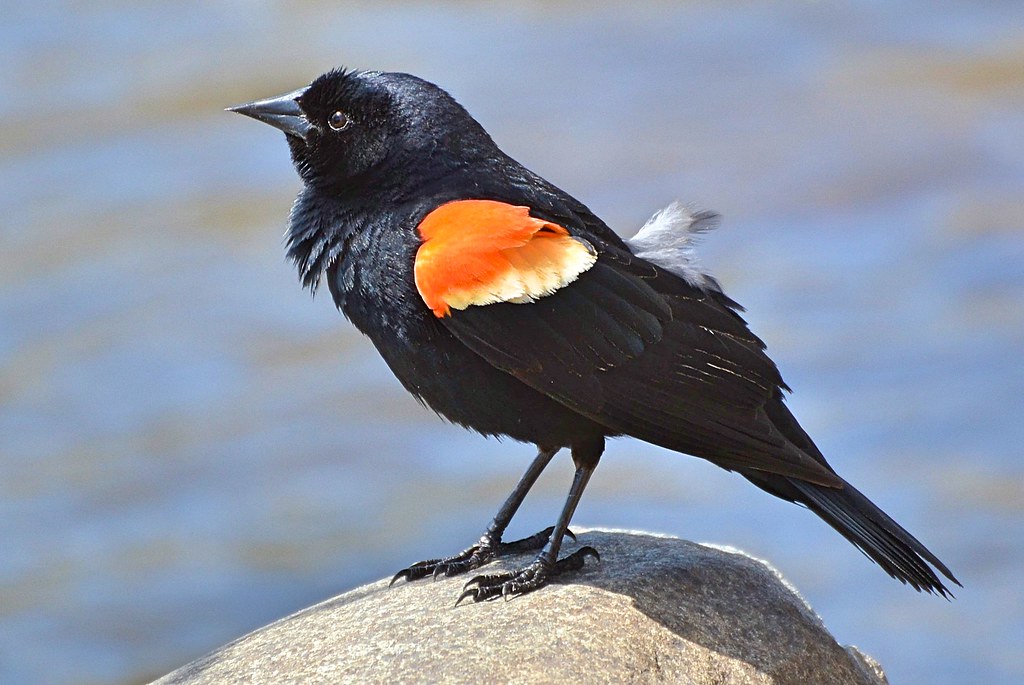 A Red-winged Blackbird stands on a rock.