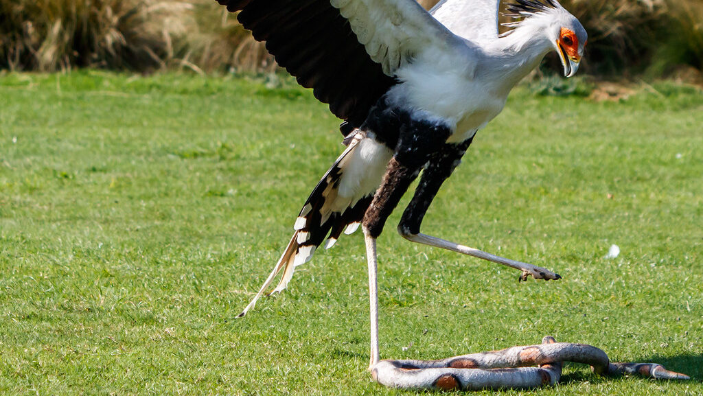 Secretary bird stomping a snake with its powerful legs