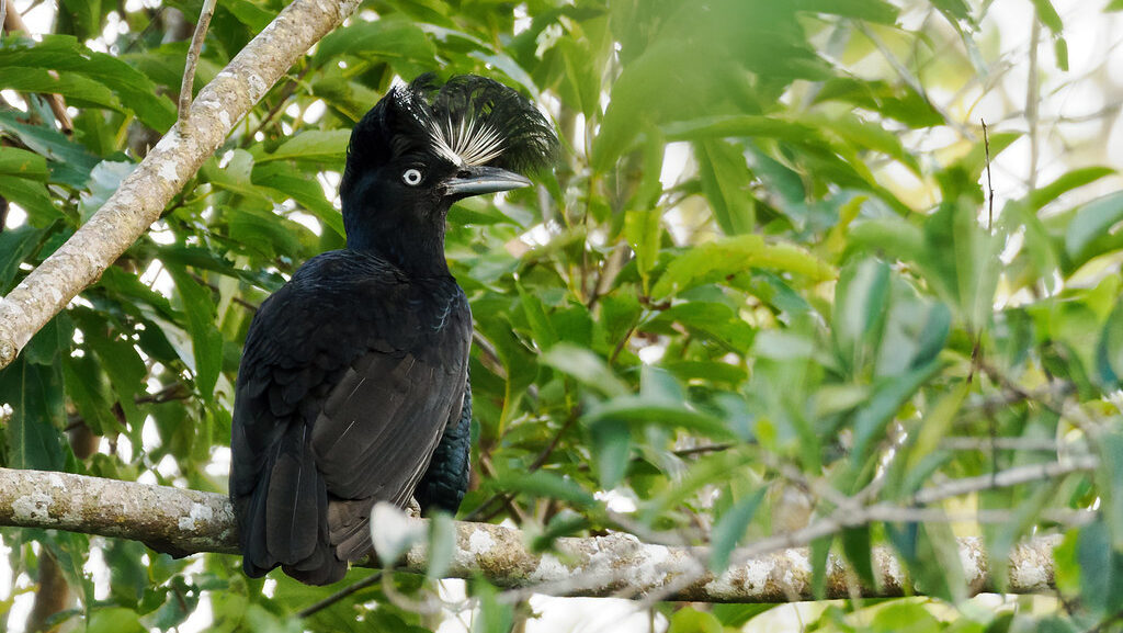 Amazonian Umbrellabird perched on a branch