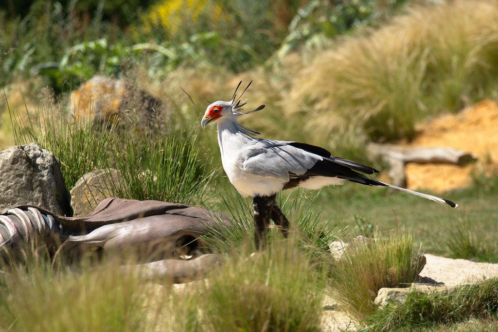 A Secretary Bird with striking red eyes stands tall in a grassy habitat.