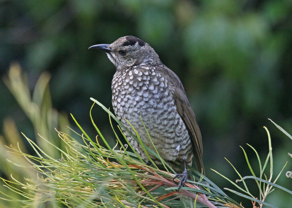 Female Regent Bowerbird with patterned feathers perches on green foliage.