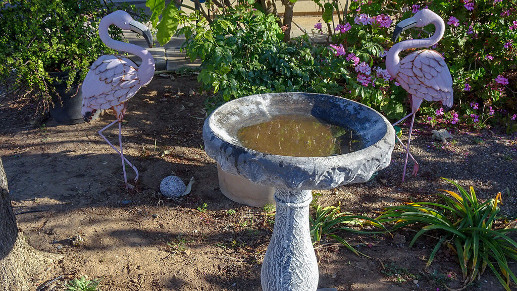 A decorative concrete bird bath filled with water stands in a garden.