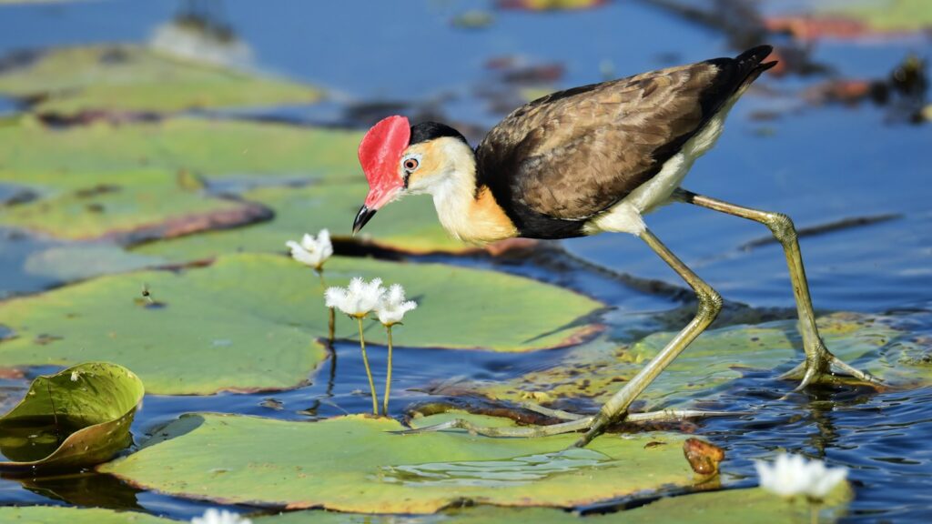 Jacana bird in crouched position perched on floating water lily leaf