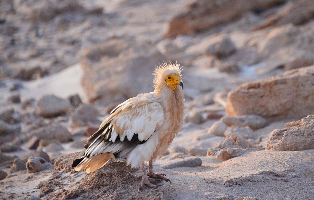 An Egyptian vulture with white feathers and a yellow face perches on a branch.