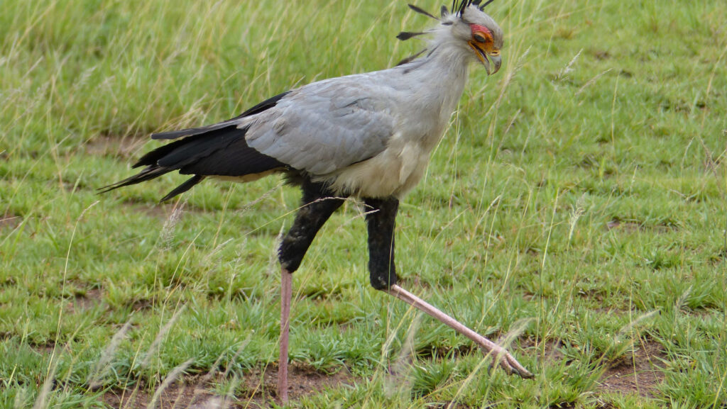 Secretary Bird standing in a grassy field with one foot lifted