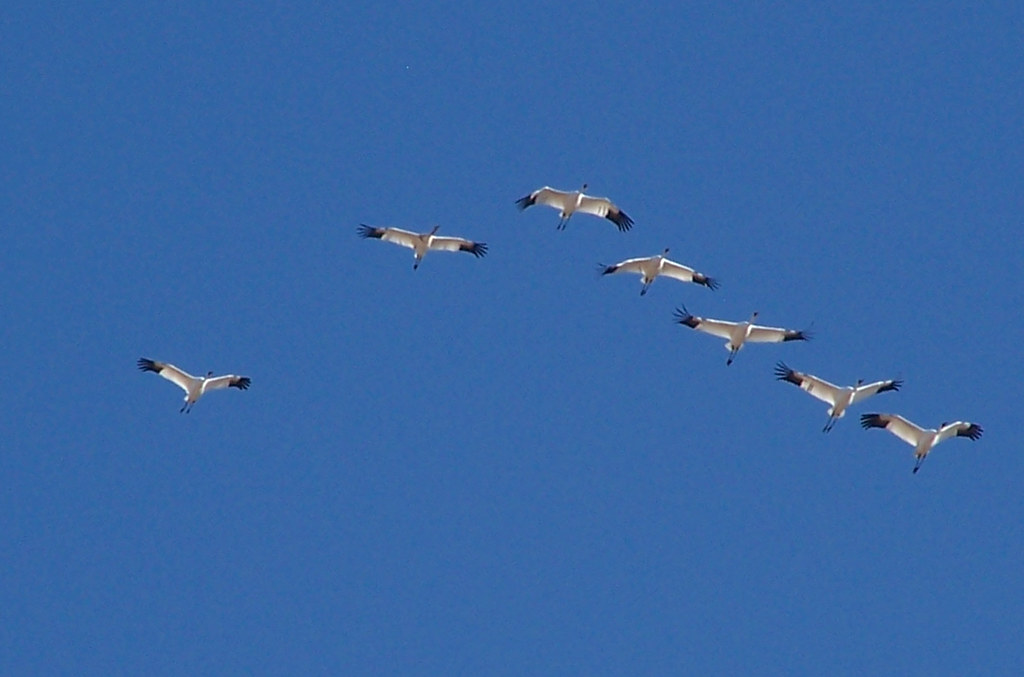 Several whooping cranes fly against a clear blue sky, their long necks extended.