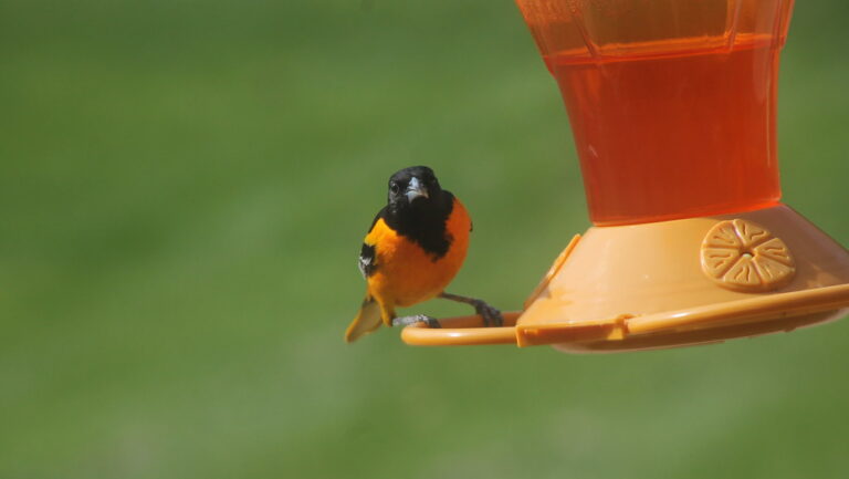 Juvenile oriole perched on a nectar feeder in a backyard
