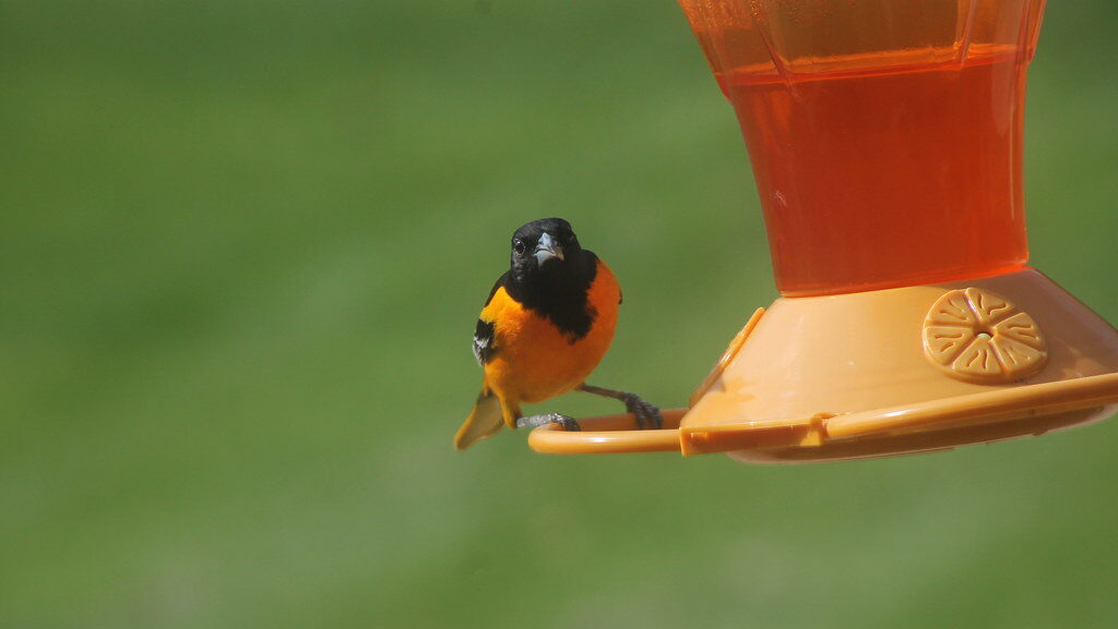 Juvenile oriole perched on a nectar feeder in a backyard