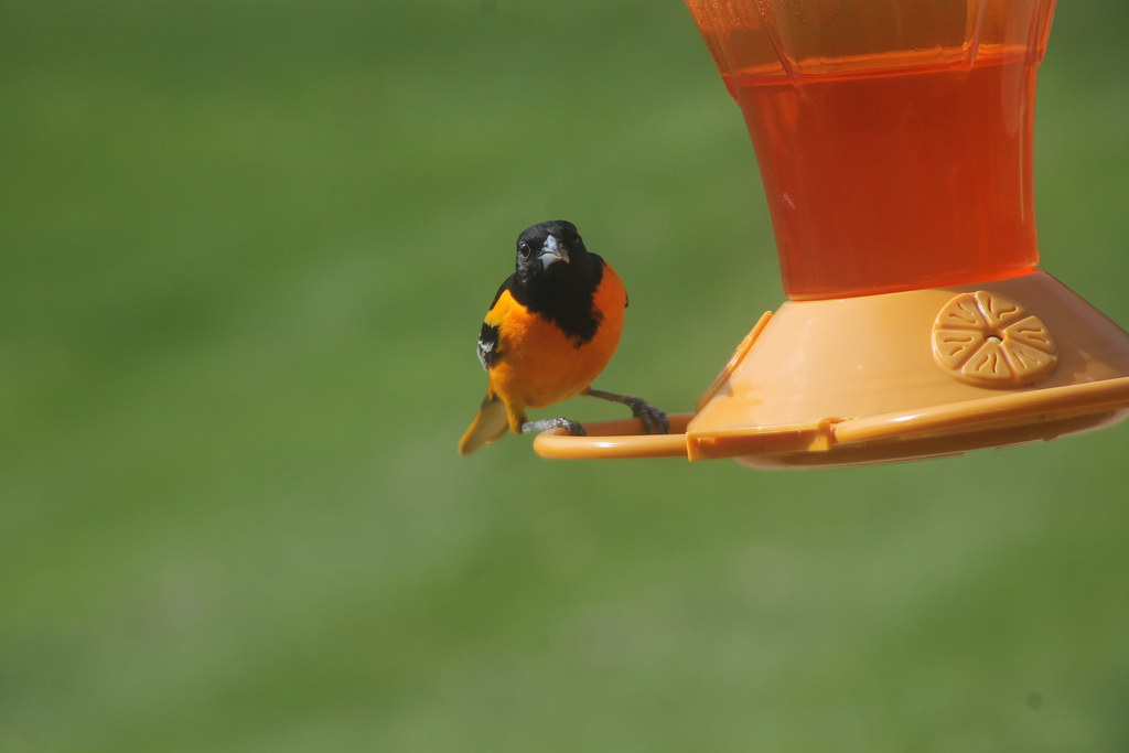Juvenile oriole perched on a nectar feeder