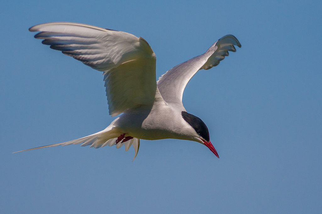 An Arctic Tern with white and grey plumage flies against a blue sky.