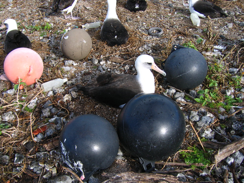 A Laysan Albatross sits amongst various pieces of plastic debris.