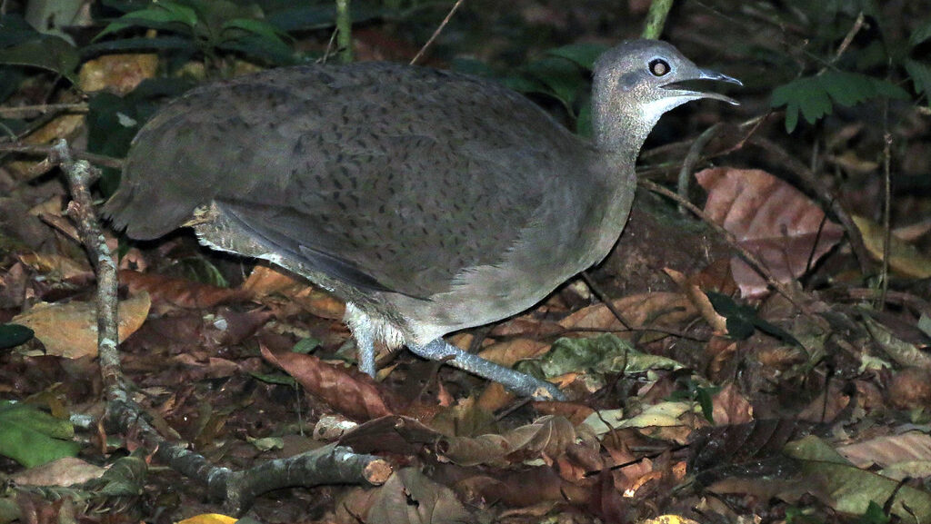 Great Tinamou walking cautiously on forest floor at night