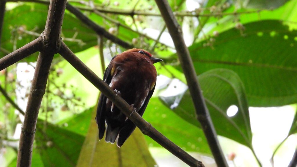 Club-winged Manakin resting amid dense tropical foliage on a branch