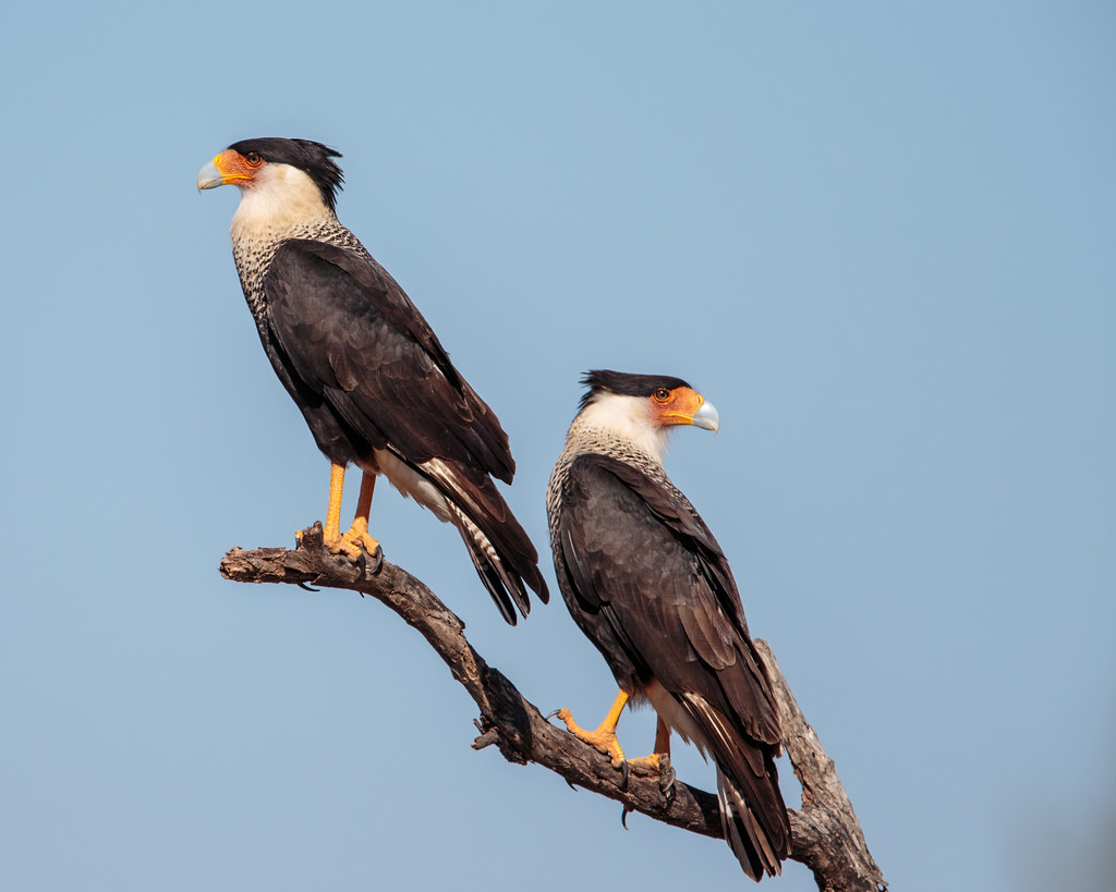 A pair of northern Crested Caracaras just before they went into their courtship poses.