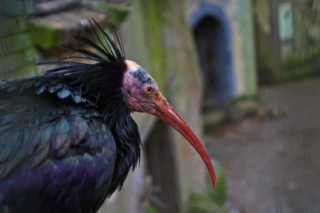 A Northern bald ibis with black plumage and a long, curved red beak.