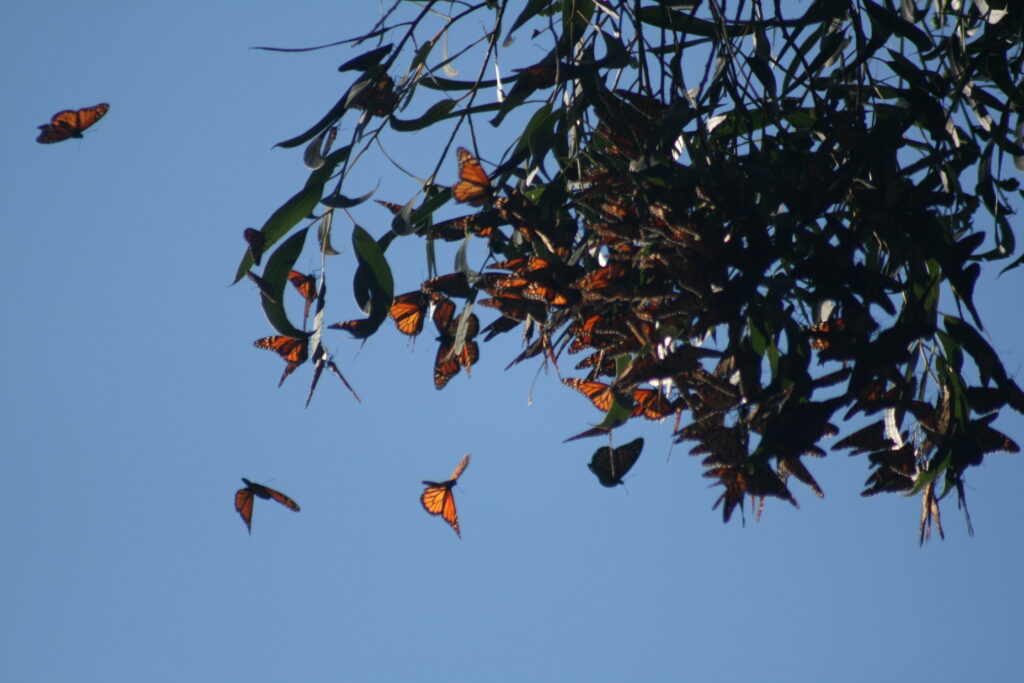 Monarch butterflies fly around and cling to green leaves under a blue sky.