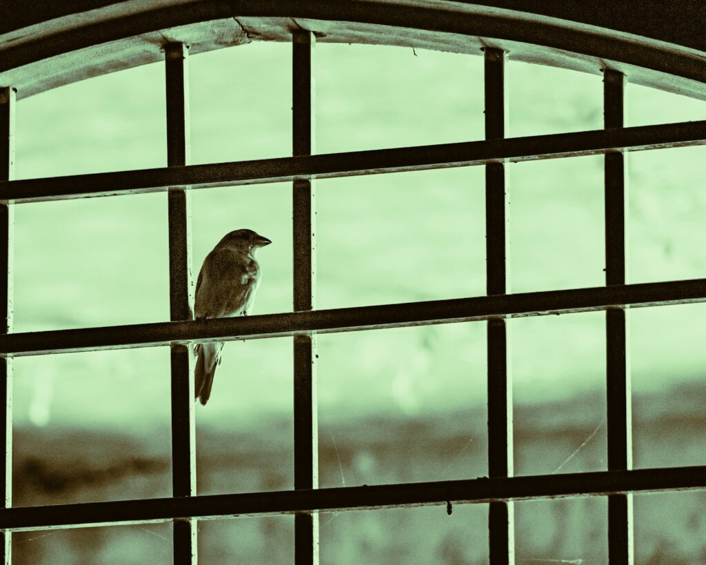 a bird sits on a window sill