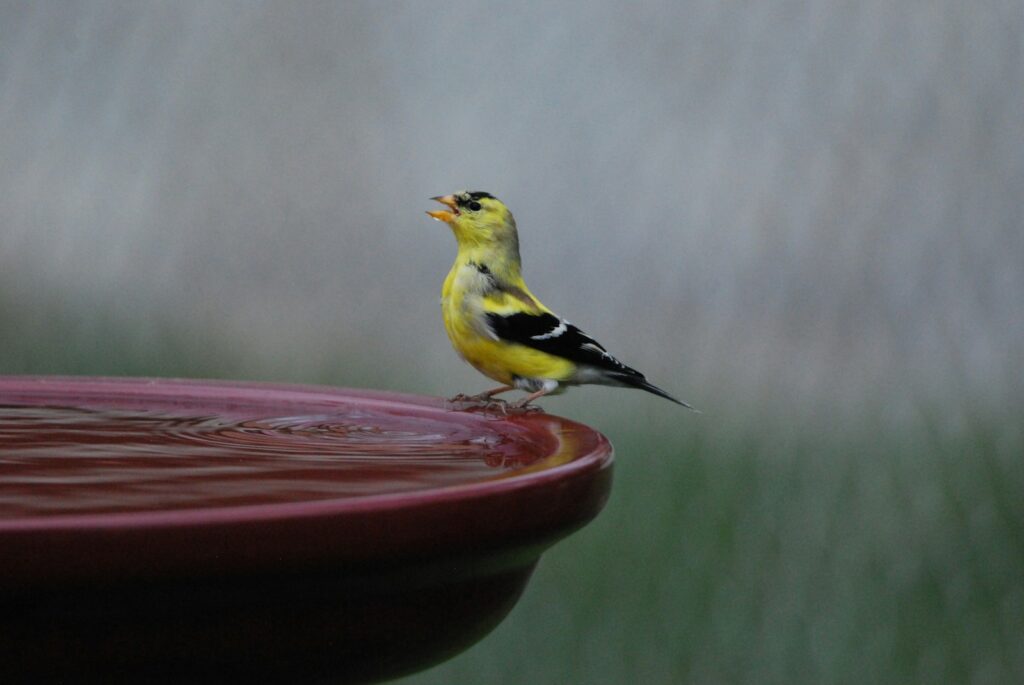 An American Goldfinch with yellow and black plumage perches on a birdbath.