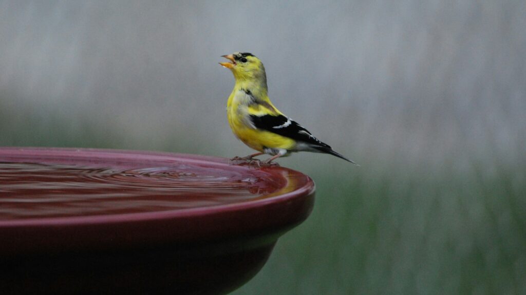 An American Goldfinch with yellow and black plumage perches on a birdbath.