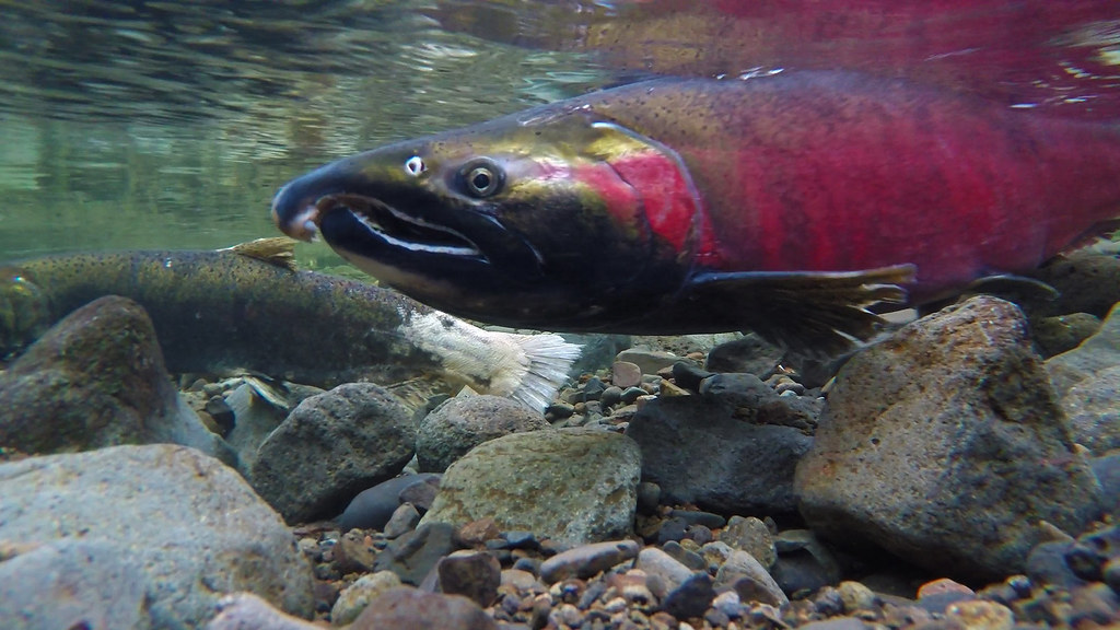 A Sockeye Salmon swimming underwater over rocks.