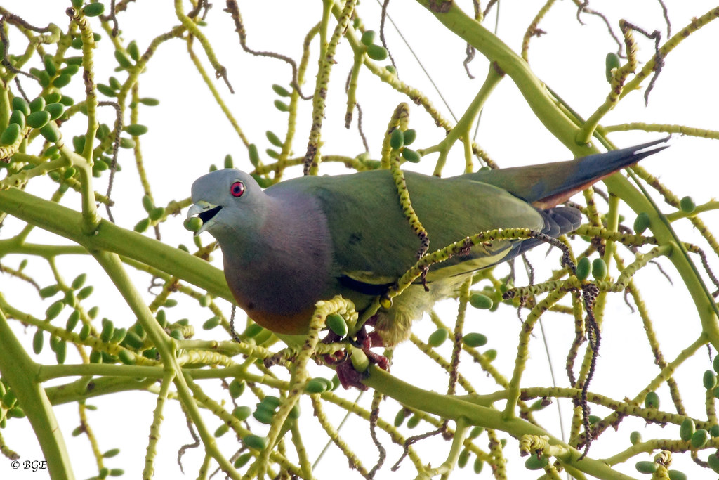 A Pink-necked Green Pigeon sits among branches.