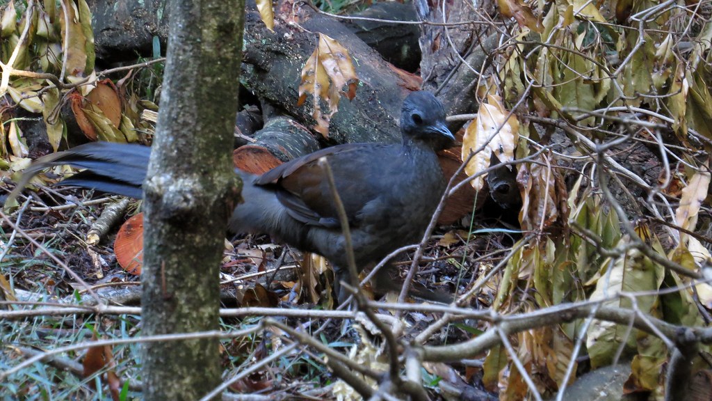 A dark-plumaged Lyrebird stands among fallen leaves and branches.